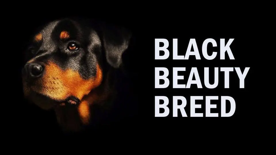 Black Beauty Breed