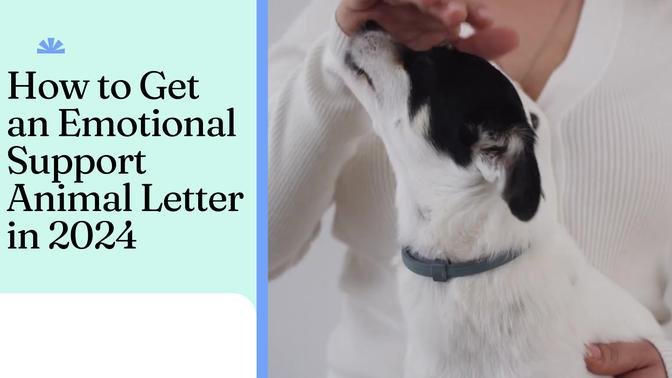 How to Get an Emotional Support Animal Letter in 2024