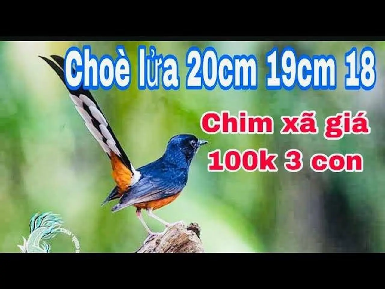 11_11_2022 chim xã giá 100k 3 con.choè lửa đuôi dài 20,19,18,chào mào,vàng anh,thanh tước,chìm aviar