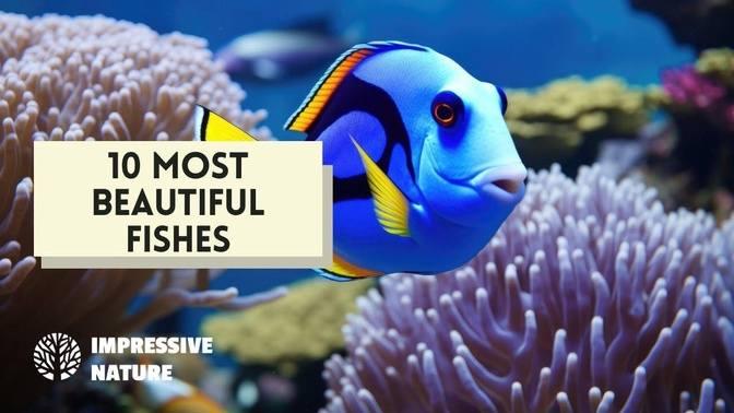 10 Most Beautiful Fishes Found in the Ocean | Videos | Aquarium Fish ...