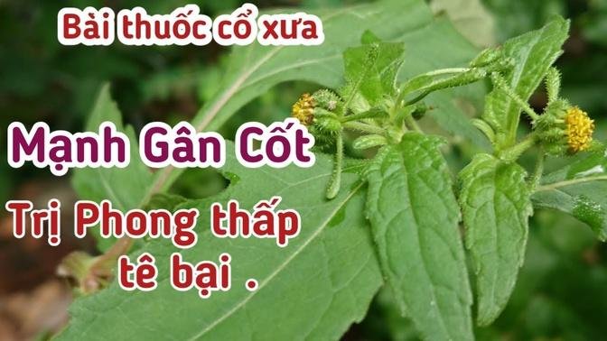 Bài thuốc Mạnh Gân Cốt , trị Đau nhức Xương Khớp, Phong thấp tê bại ..