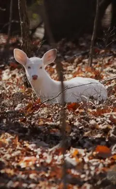 The white deer as a young fawn. (John Ireland/Courtesy of North Carolina Zoo)