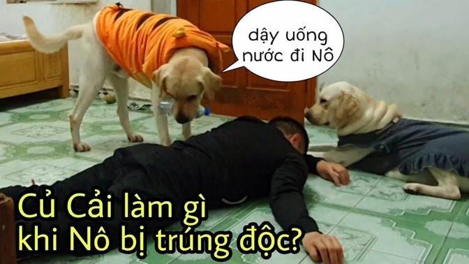 Củ Cải Kim Chi làm gì khi Nô bị trúng độc, lừa Củ Cải khó quá | Faking My dead In Front of My Dogs