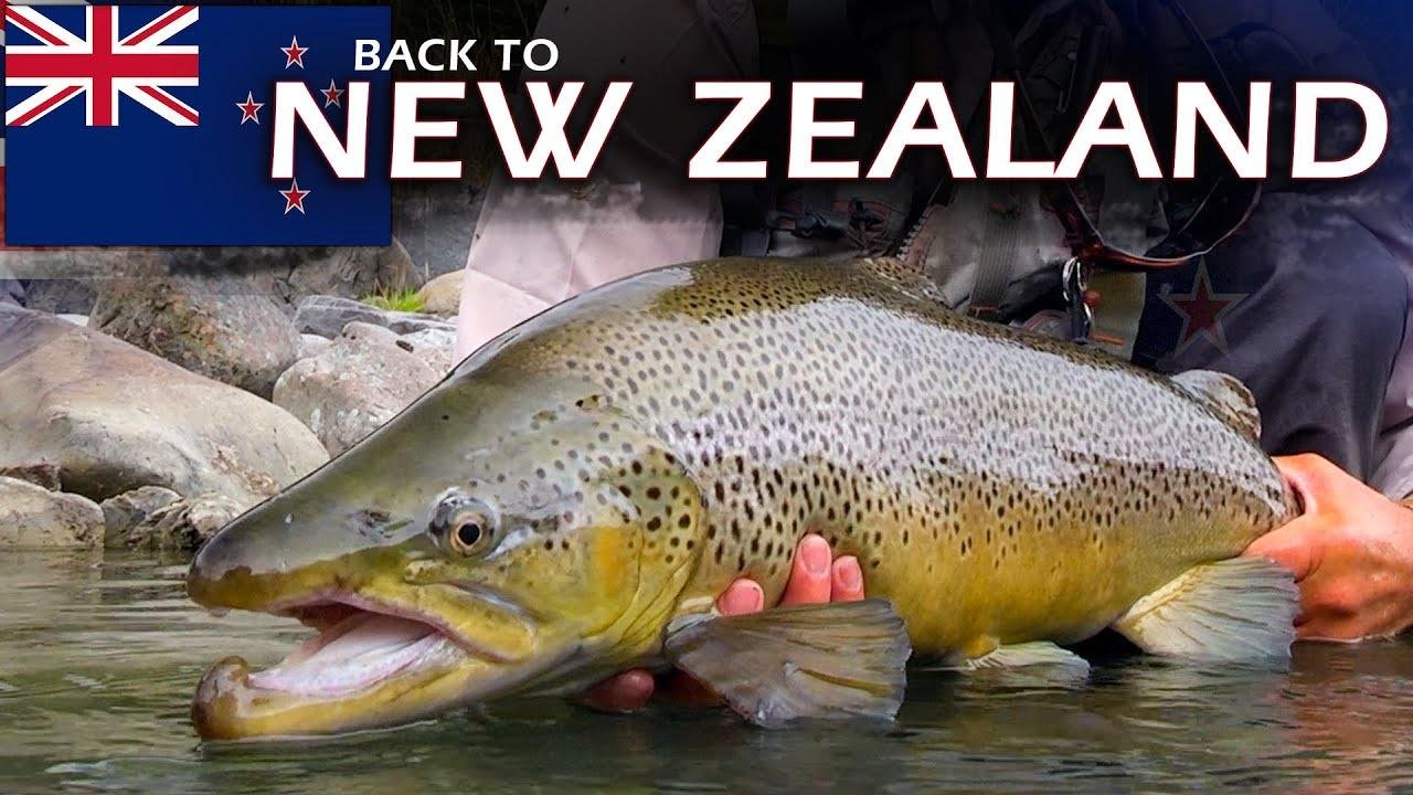 New Zealand Fly Fishing: Brown Trout On Crystal Clear Rivers