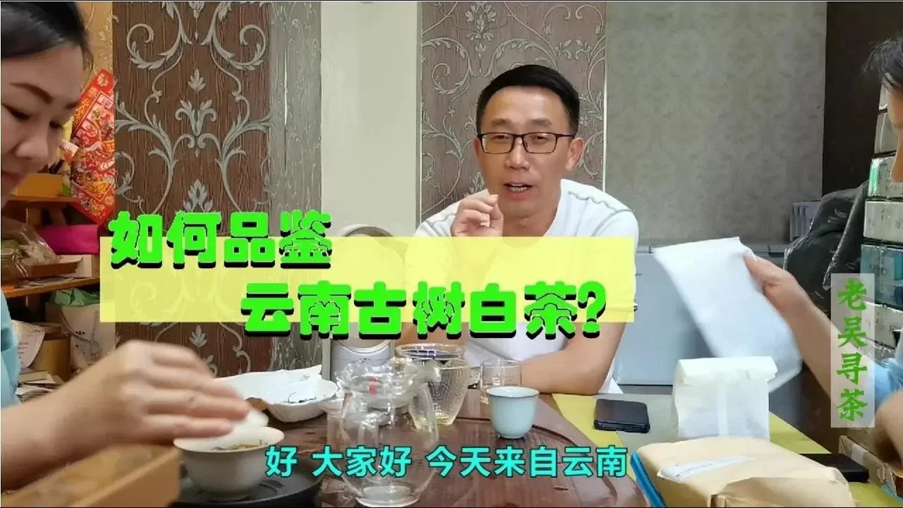 【老吳巡茶】雲南古樹有機白茶如何品鑑？如何沖泡？茶廠負責人是這樣說的……