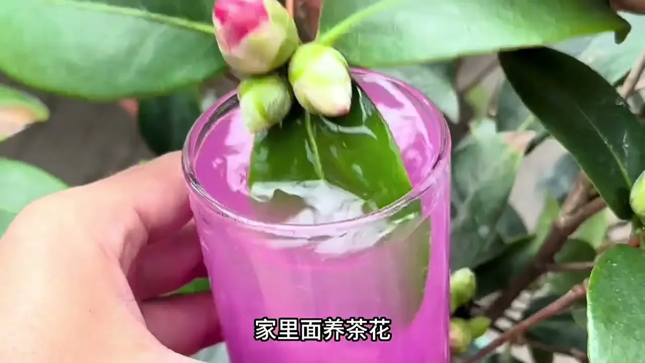 想要茶花常年翠绿不黄叶，定期做这件事是重中之重