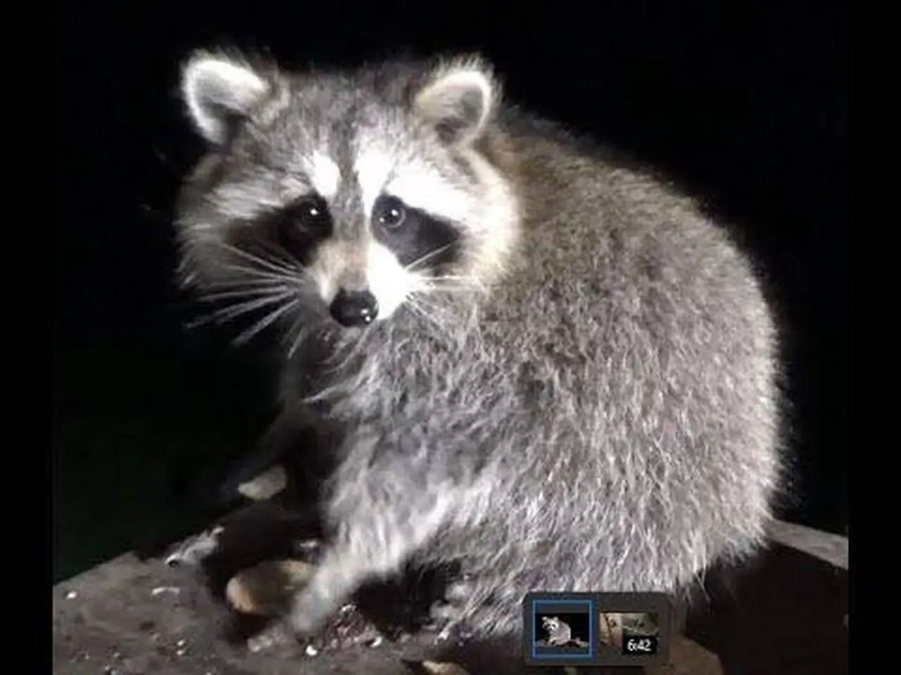 Thursday Night - Five Raccoons braved the cold