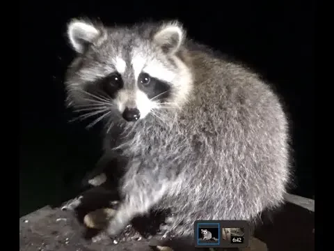 Thursday Night - Five Raccoons braved the cold
