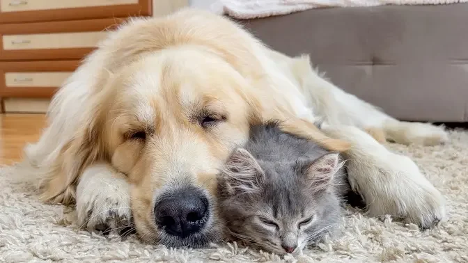 Adorable Kitten Falls Asleep Only Next To Golden Retriever Nanny