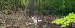 The rare white deer is part of the herd that roams the North Carolina Zoo grounds. (Courtesy of North Carolina Zoo)