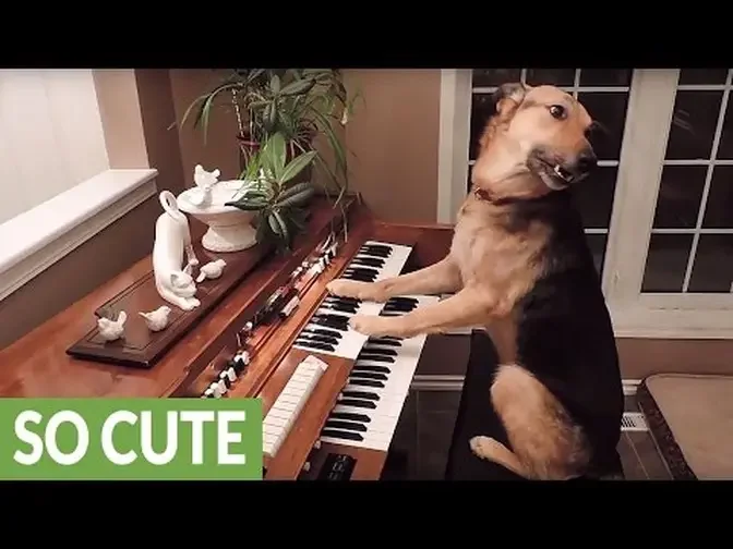 This compilation of smart dogs will leave you astonished!