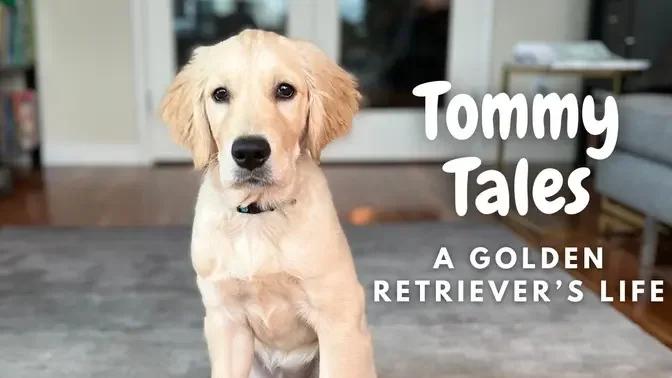 Tommy tales: a golden retriever’s life | Thanksgiving, dog park, puppy play