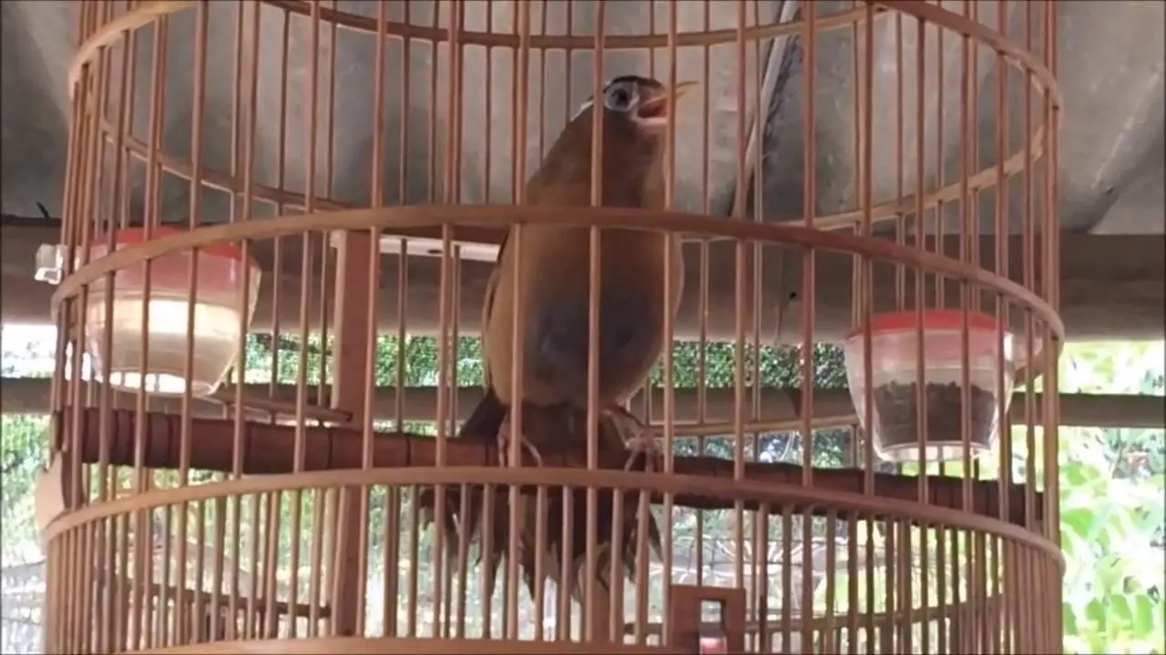 Họa mi hót cực hay phần 7 - garrulax canorus