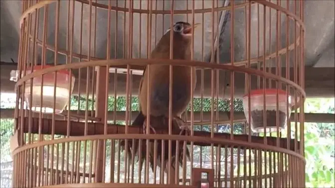 Họa mi hót cực hay phần 7 - garrulax canorus