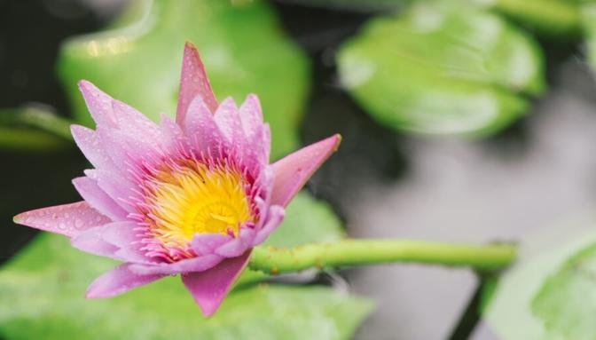 What Are The Different Kinds Of Water Lilies?