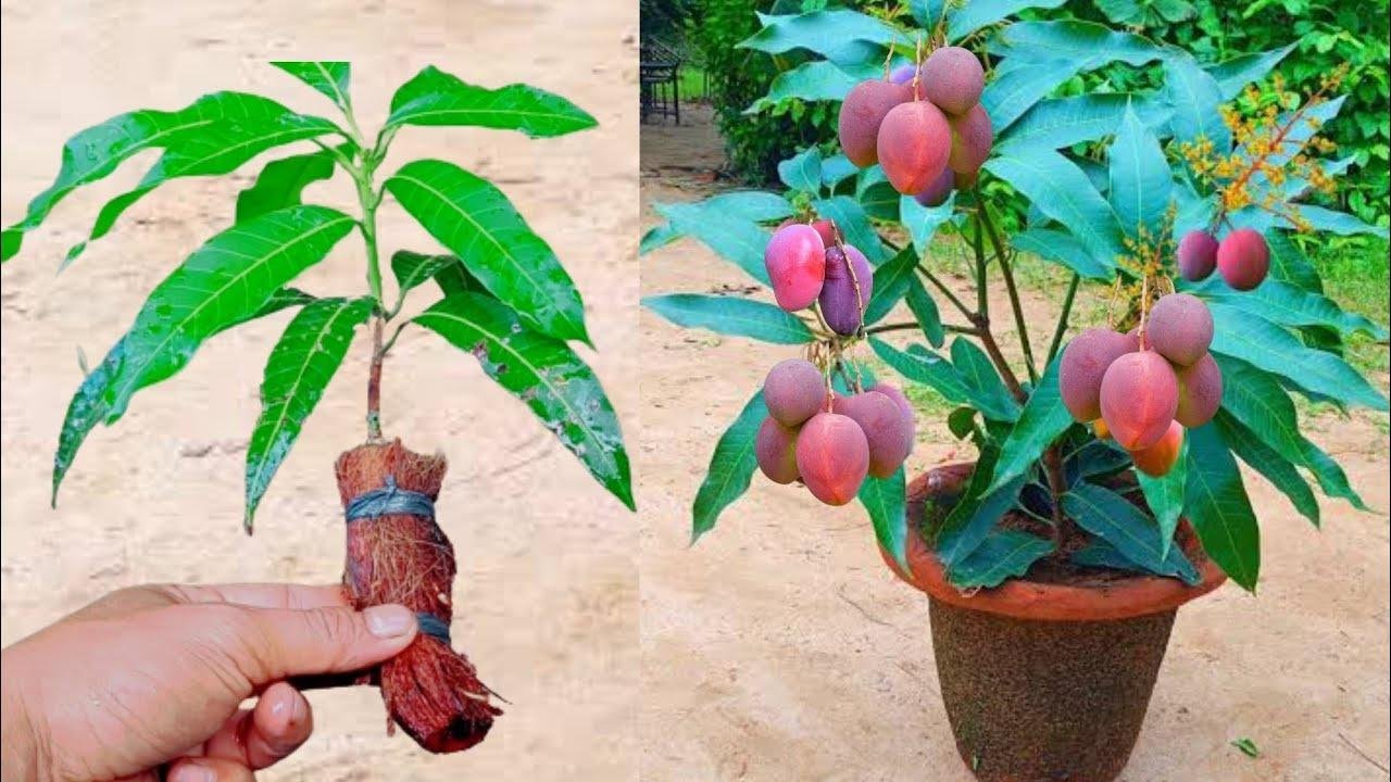 Wonder, Mango tree from cutting in coconut Shell, Best natural banana rooting hormone