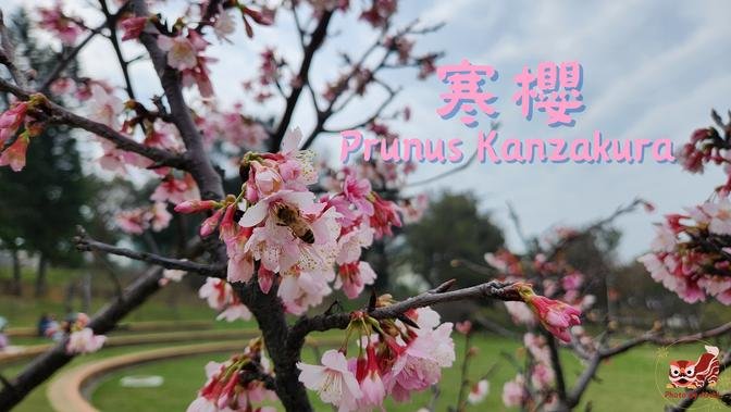 🌸寒櫻(Prunus kanzakura) | 體會珍惜稍縱即逝的美麗 #winterbeauty