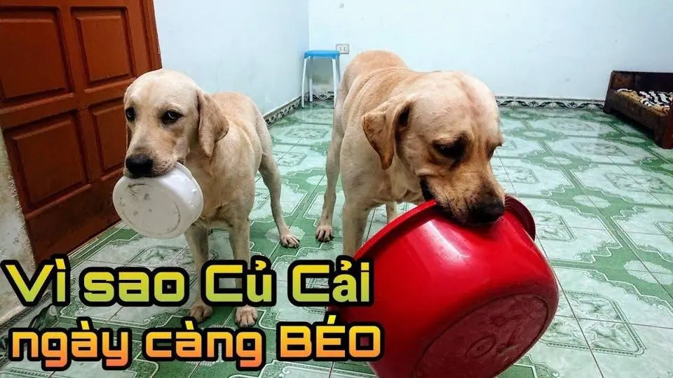 Phản ứng Kim Chi Củ Cải khi Nô ăn vụng xúc xích - Vì sao Củ Cải ngày càng béo