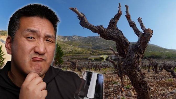 Can 100-YEAR-OLD vines make GOOD Red WINES___