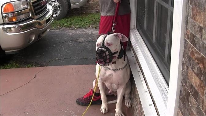 (Part 3)  Aggressive American Bulldog has lost his mind! RED ZONE DOG BITES THE MIAMI DOG WHISPERER