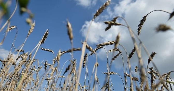 俄小麦遇暖春又遭霜冻 全球小麦价格创新高