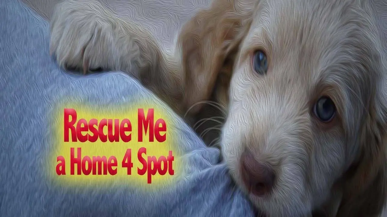 Rescue Me: A Home 4 Spot