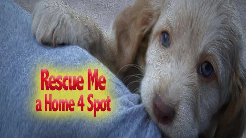 Rescue Me: A Home 4 Spot