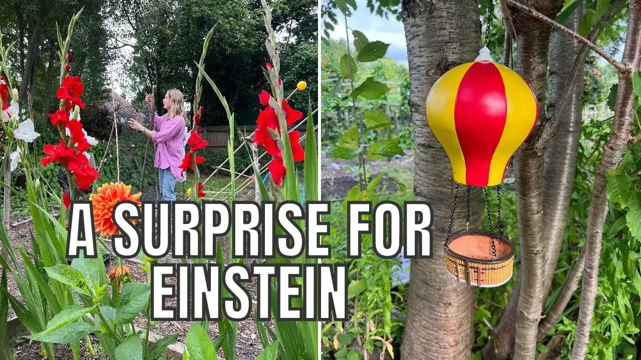 A SURPRISE FOR EINSTEIN! / ALLOTMENT GARDENING UK