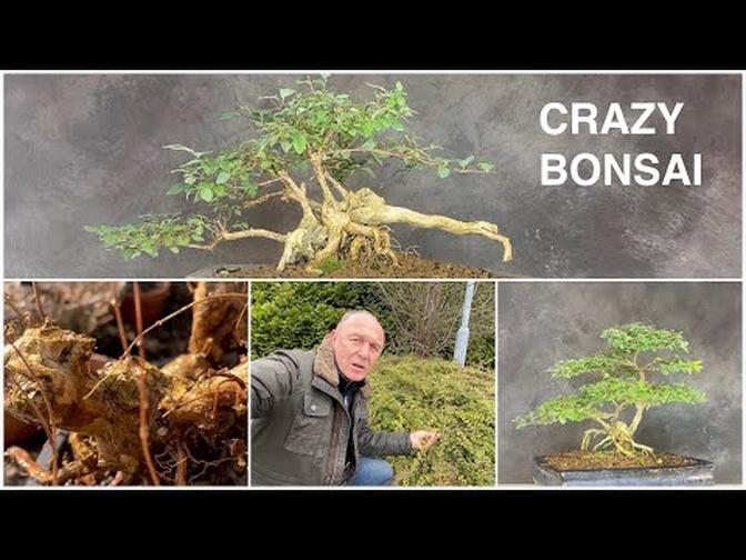 Bonsai Symphocarpos, snowberry, or snap pea shrub.