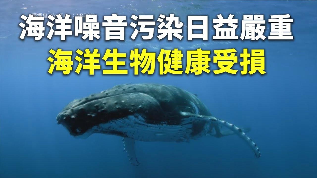 海洋噪音汙染日益嚴重 海洋生物健康受損 - 海洋汙染 - 新唐人亞太電視台