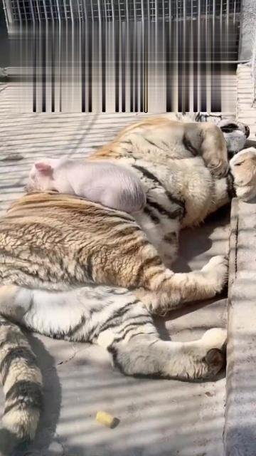 山西運城動物園，一隻小豬悠哉遊哉地趴在老虎肚子上睡覺。