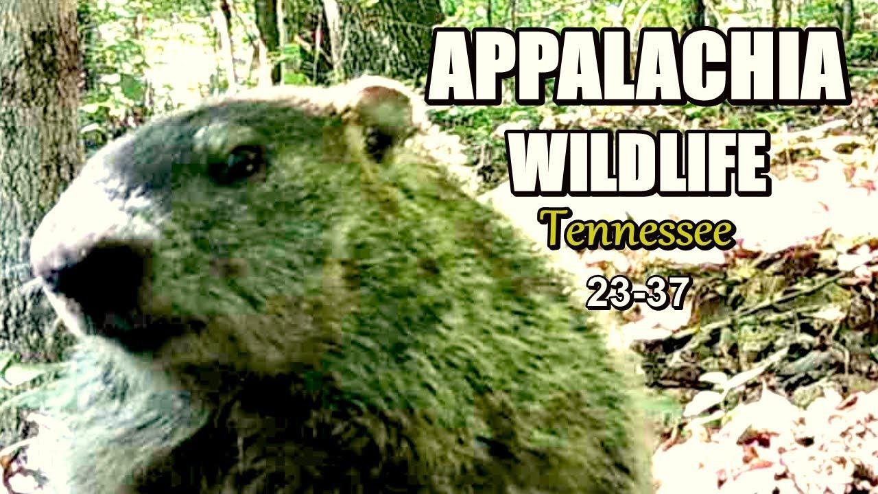 Appalachia Wildlife Video 23-37 from Trail Cameras in the Foothills of the Great Smoky Mountains