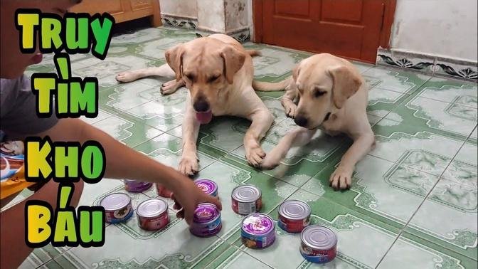 Trò chơi Truy Tìm Kho Báu - Củ Cải Kim Chi | My dogs play treasure hunt