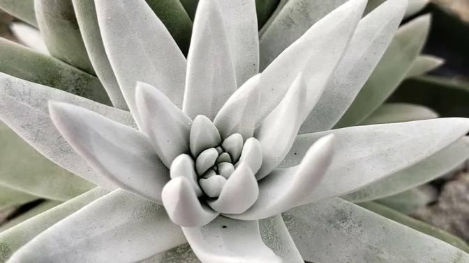 10 Most Popular Outdoor succulent plant gardens