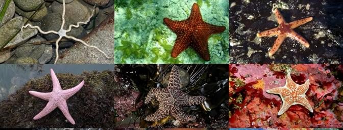 Welcome to the world of starfish!
