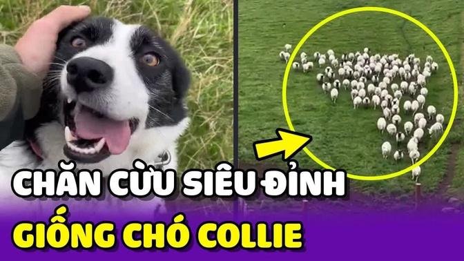 Cận cảnh màn chăn cừu siêu đỉnh của giống chó Collie thông minh | Yêu Lu Official
