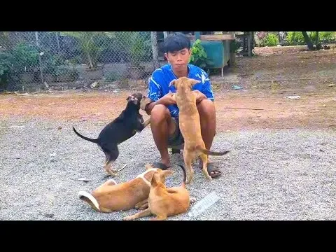 Puppy Playtime: playing with puppies so happy #puppyplaytime