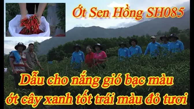 Ớt Sen Hồng SH085 Siêu khỏe tại Khánh Hòa - T2.2022