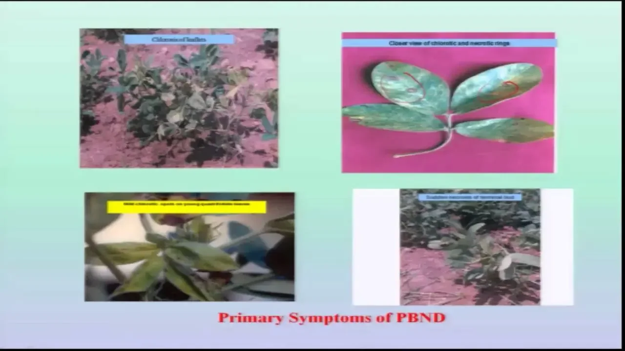Mod-08 Lec-38 IPM in Groundnut