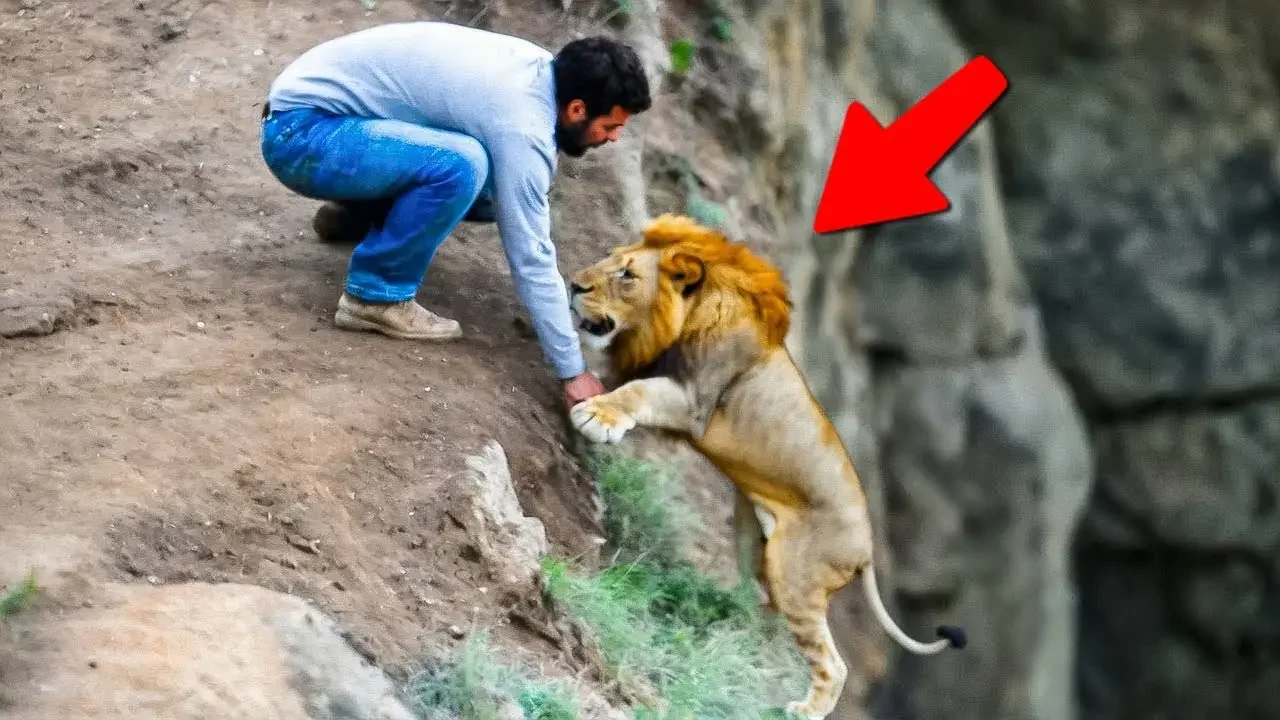 Animals That Asked People for Help and Kindness Caught on Camera