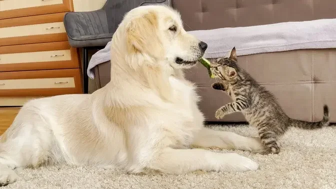 Cucumber Eating Competition: Golden Retriever vs. Tiny Kitten [Try Not to Laugh]