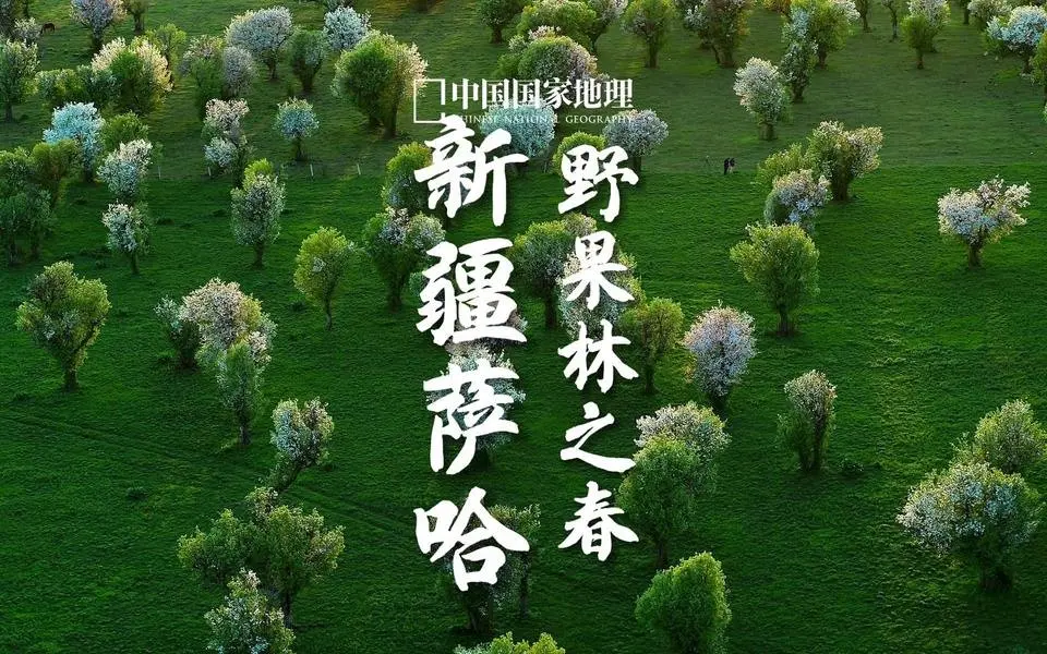 新疆薩哈｜野果林的春日物語 #新疆薩哈 #野果林 #山野浪漫 #蘋果 #野生