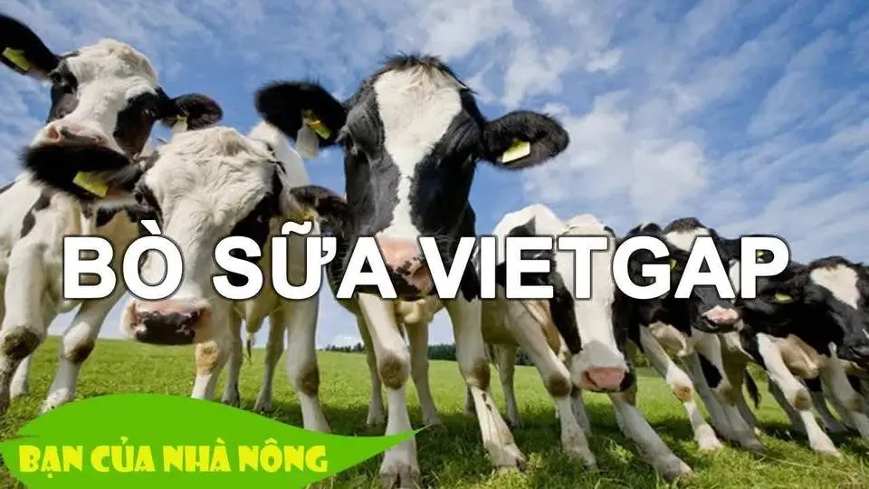 Nuôi Bò Sữa Theo Tiêu Chuẩn Vietgap - Kiếm thức hay cho bà con