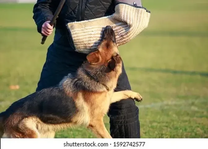 Dog training and grooming techniques
