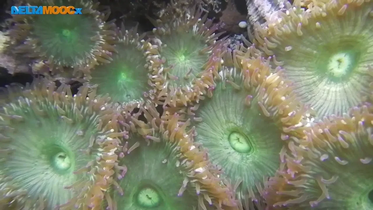 高中選修生物IV_鄉土生物觀察_馬崗潮間帶生態觀察_單元八 馬崗潮間帶其他常見動物_許慶文