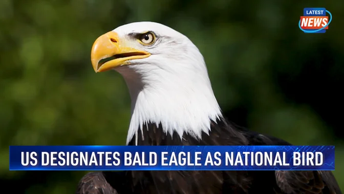 US Officially Designates Bald Eagle the National Bird