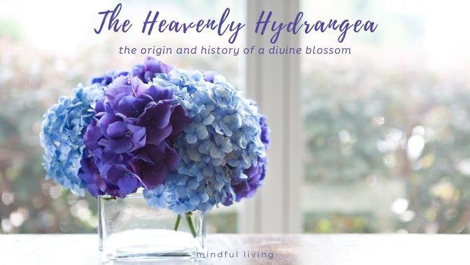The Heavenly Hydrangea: the Origin and History of a Divine Blossom