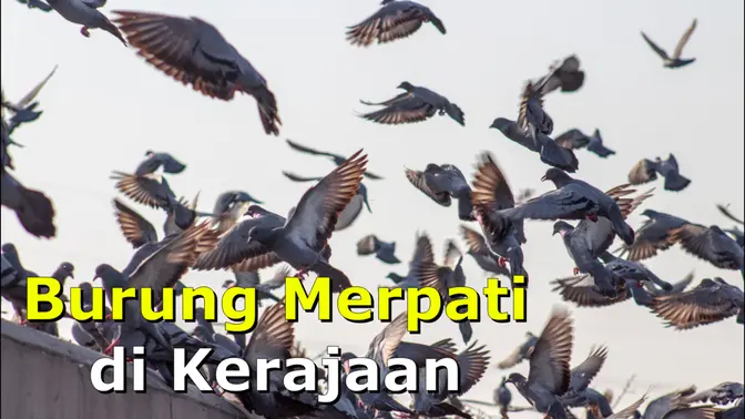 Burung Merpati di Kerajaan