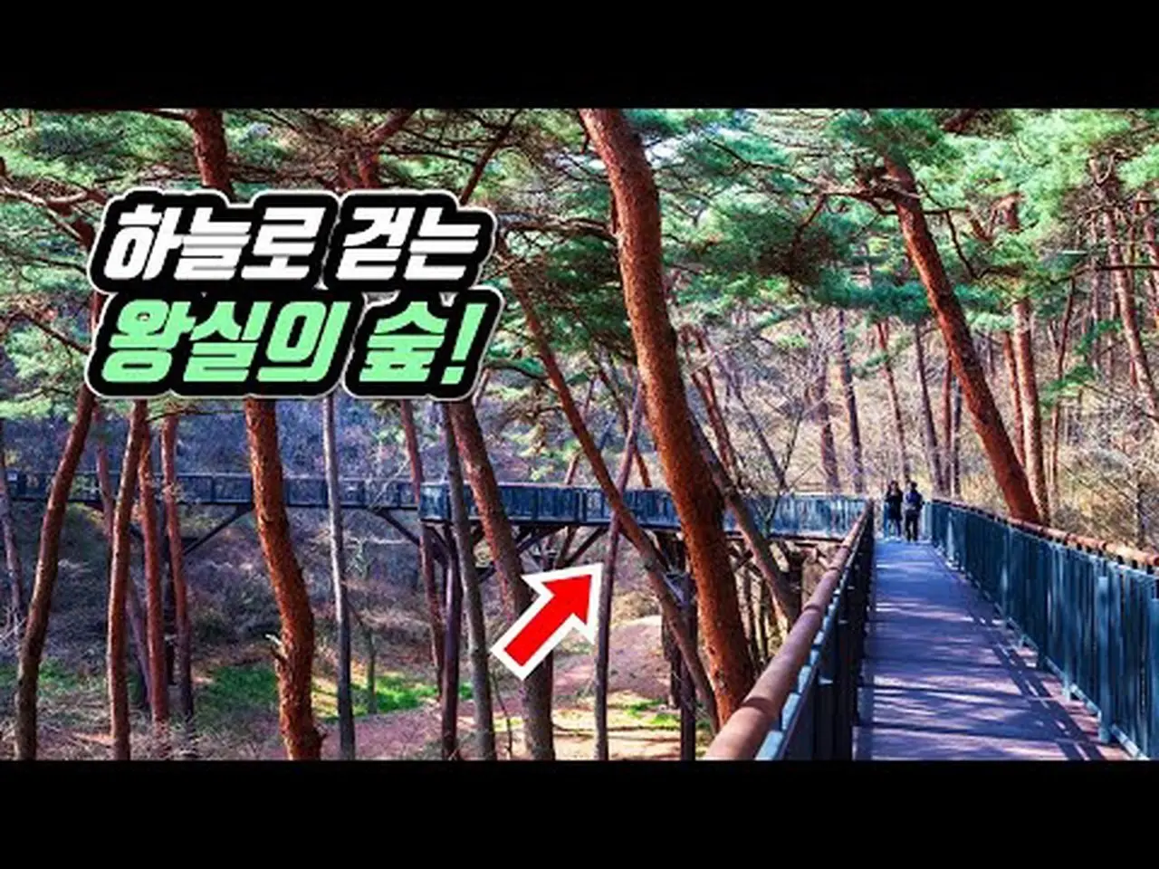 🚌 국내 유일!  하늘로 걷는 왕실의 숲 '14km' 트레킹 코스 | 📸 대중교통 당일치기 여행 | 🇰🇷 New Cross-Country Trail in KOREA