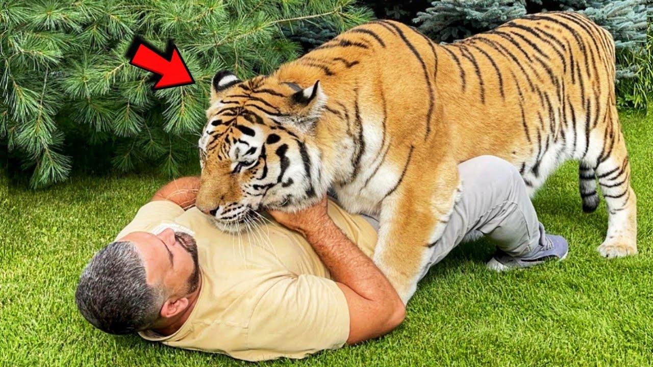 Man raised 10 tiger cubs at home! Now they all love to cuddle with him